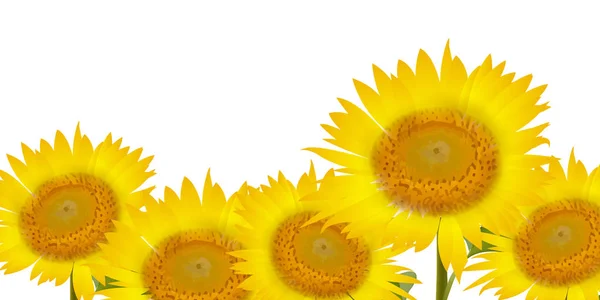 Girasol verano flor fondo — Vector de stock