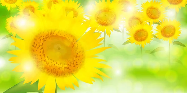 Соняшник літній квітковий фон — стоковий вектор