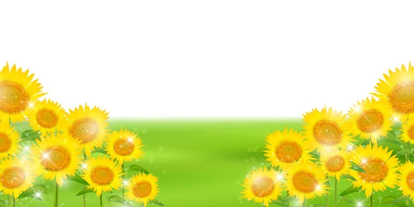 Solros sommar blomma bakgrund — Stock vektor