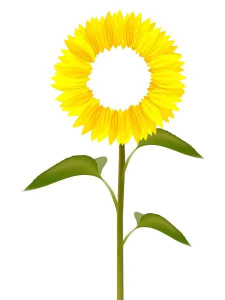 Girassol ícone de flor de verão — Vetor de Stock