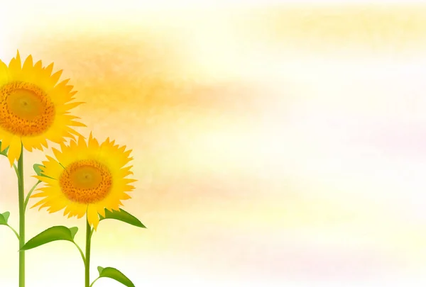 Sunflower summer flower background