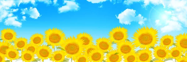 Sunflower summer flower background