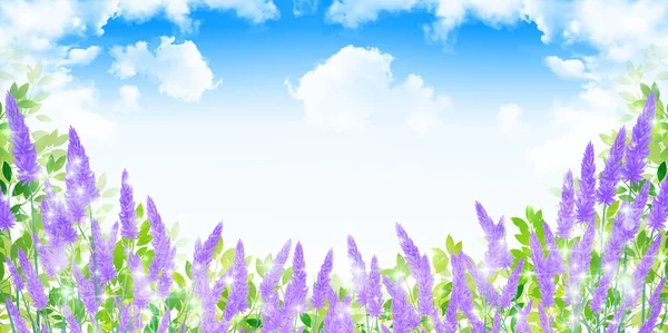 Lavender herb scenery background — Stock Vector