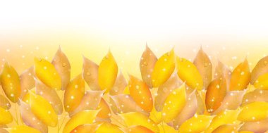 Akçaağaç sonbahar manzara arka plan