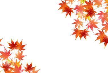 Akçaağaç yaprağı arka plan sonbahar yaprakları