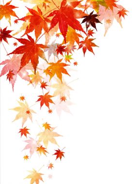 Akçaağaç yaprağı arka plan sonbahar yaprakları