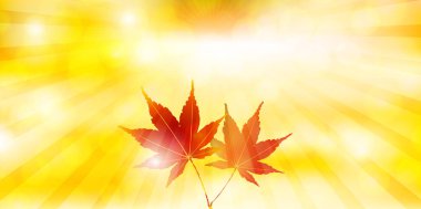 Akçaağaç sonbahar yaprak arka plan