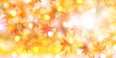 Akçaağaç sonbahar manzara arka plan