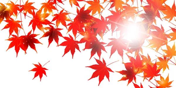 Maple outono paisagem fundo — Vetor de Stock