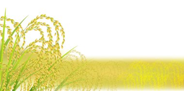 Pirinç sonbahar manzara arka plan