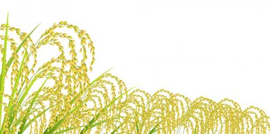 Pirinç sonbahar manzara arka plan