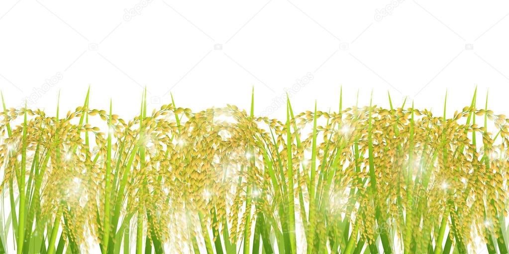 Rice autumn landscape background