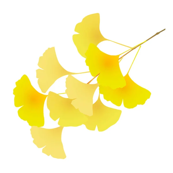 Ginkgo Herbst Blätter Herbst Symbol — Stockvektor