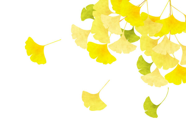 Ginkgo Leaves Autumn Background