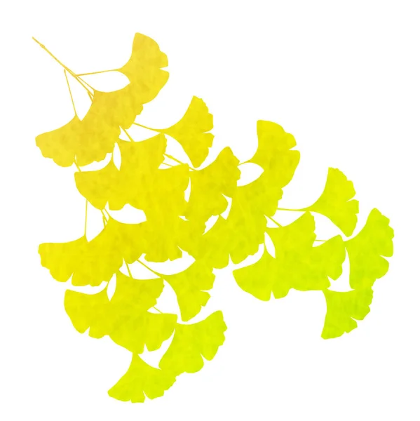 Ginkgo sonbahar yaprakları simgesi düşmek — Stok Vektör