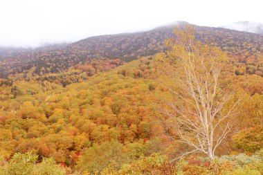 Akçaağaç sonbahar manzara arka plan