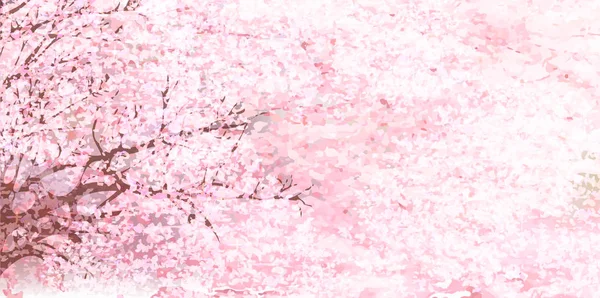 Cherry blossoms Flowers Spring background