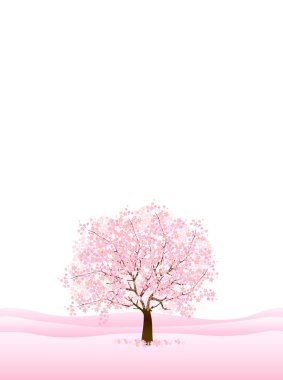 Kiraz çiçekleri bahar çiçek arka plan