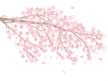 Kiraz çiçekleri bahar çiçeği ikonu