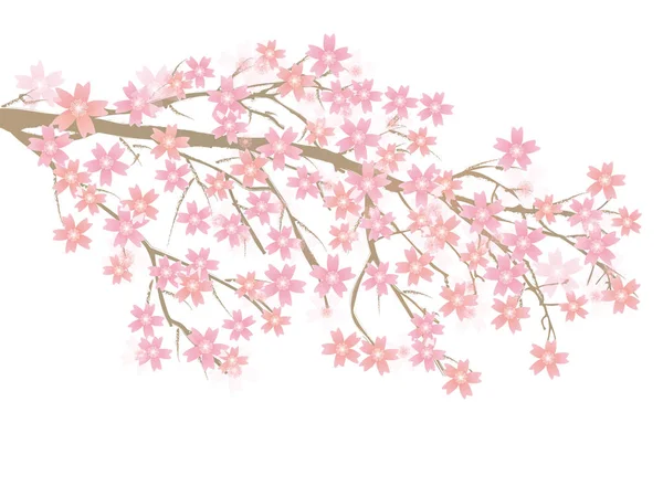 Flores Cerejeira Ícone Flor Primavera — Vetor de Stock