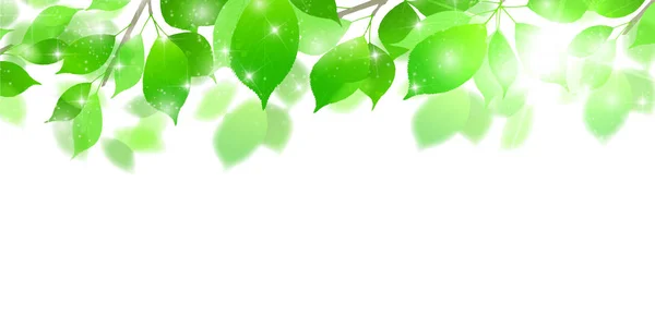 Свежие Зеленые Листья — стоковый вектор