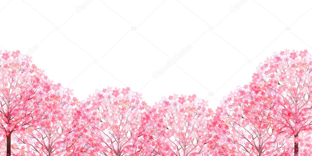 Cherry Blossoms spring flower background