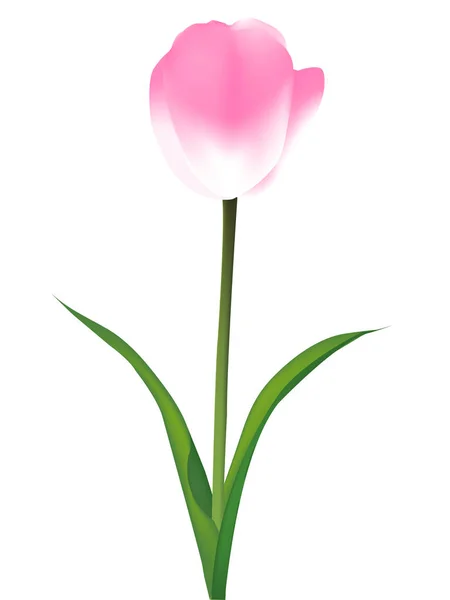 Tulipán Primavera Flor Icono — Vector de stock