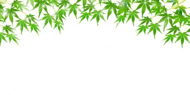 Akçaağaç yaz manzara arka plan