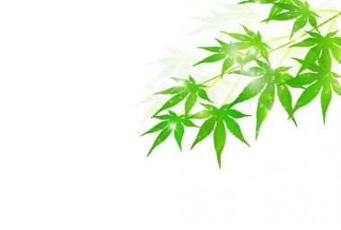 Akçaağaç yaz manzara arka plan