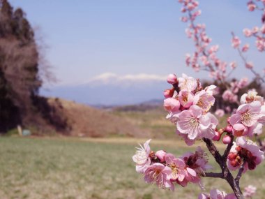 Erik çiçekleri sahne arka plan