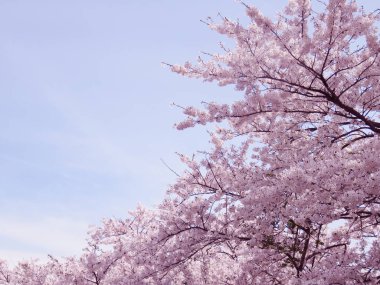 Kiraz çiçekleri bahar çiçek arka plan