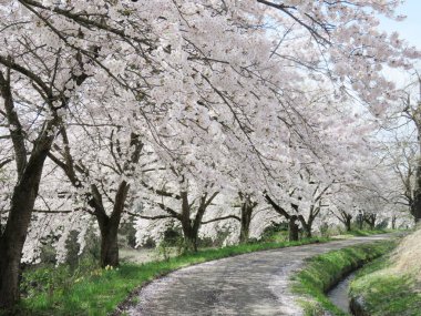 Kiraz çiçekleri bahar çiçek arka plan