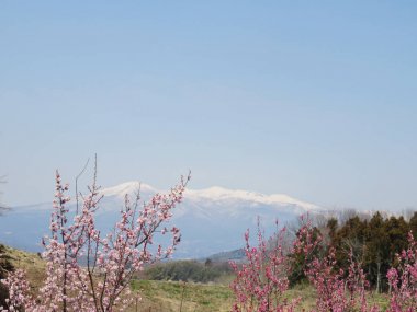 Erik çiçekleri sahne arka plan
