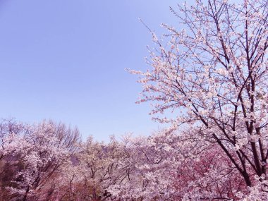 Kiraz çiçekleri bahar çiçek arka plan