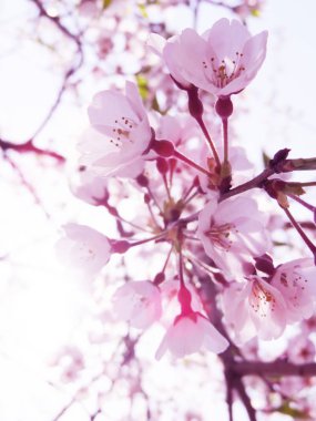 Kiraz çiçekleri bahar çiçek arka plan