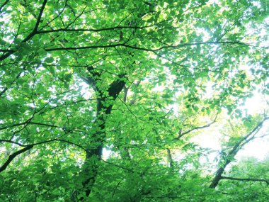 Taze yeşil ağaç yaprak arka plan