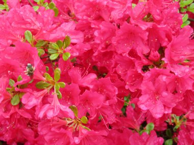 çiçek bahar güzel arka plan