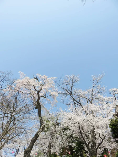 桜の花春の花背景 — ストック写真