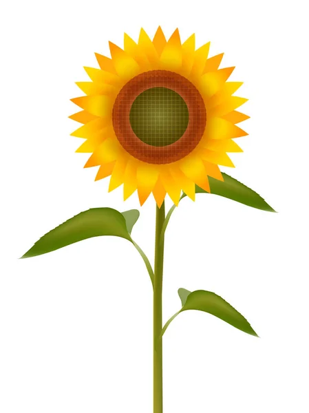 Tournesol Icône Fleur Été — Image vectorielle