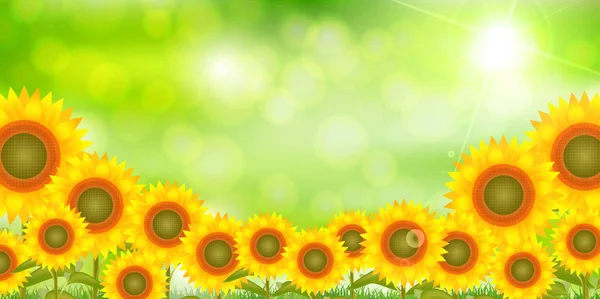 Sunflower Summer Scenery Background — Stock Vector