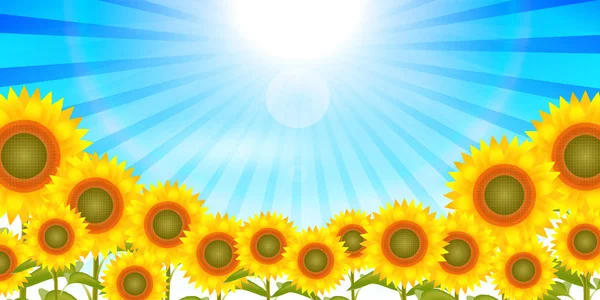 Sunflower Summer Scenery Background — Stock Vector