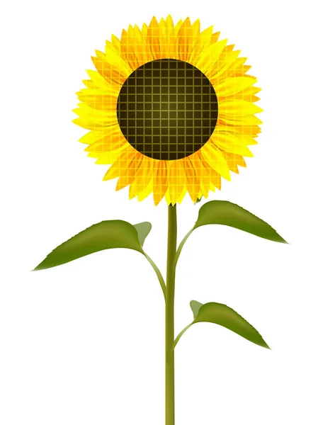 Ікона Літньої Квітки Соняшнику — стоковий вектор