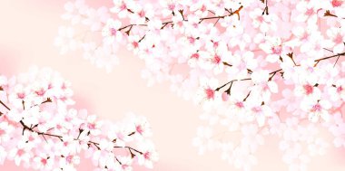 Kiraz çiçeği bahar çiçekleri arka planı