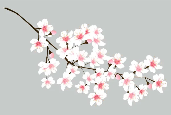 桜の春の花アイコン — ストックベクタ