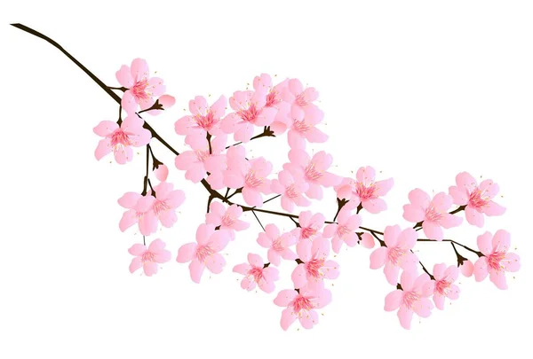 Cseresznyevirág Tavaszi Virág Ikon — Stock Vector