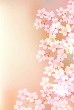 Kiraz çiçeği bahar çiçekleri arka planı