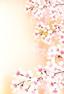 Kiraz çiçeği bahar çiçekleri arka planı