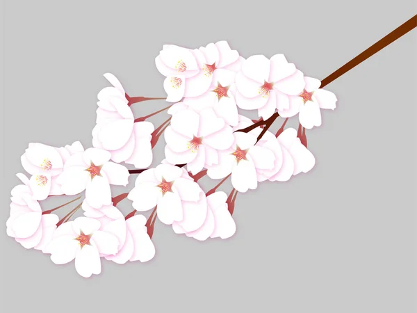 Cherry Blossom Tree Spring Icon — Stock Vector