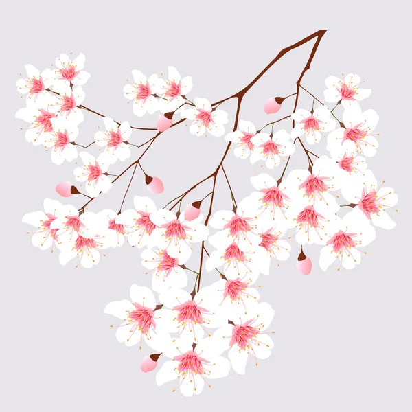 Cherry Blossom Tree Spring Icon — 스톡 벡터