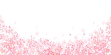 Kiraz çiçeği bahar çiçekleri arka planı